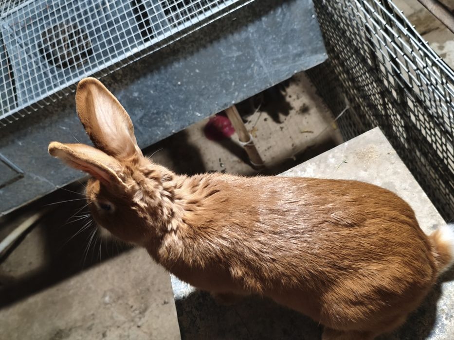 Quyon bolari sotiladi