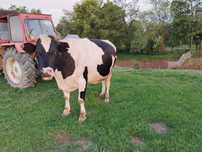Vaca gestantă de vanzare