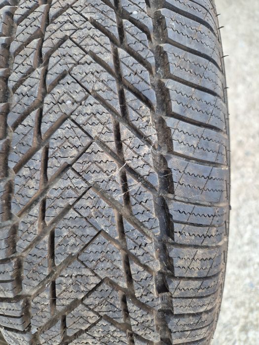 Қысқы дөгелектер