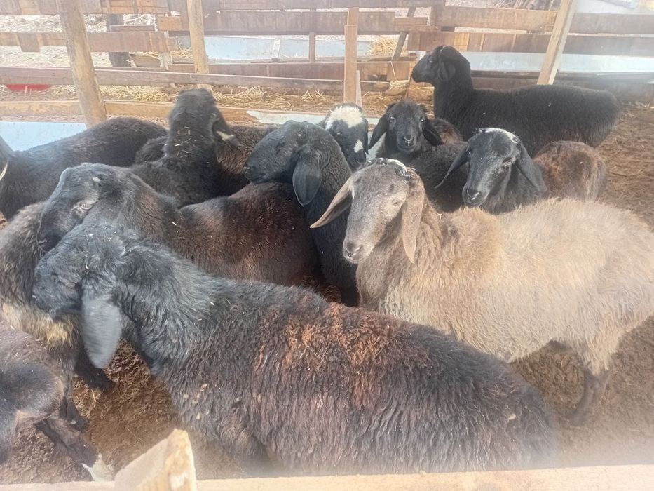 qo'y sotaman uzimniki