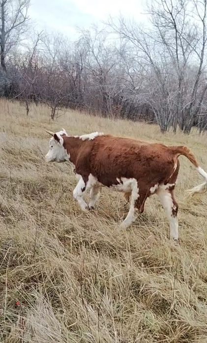 Продам быка 1.5 года