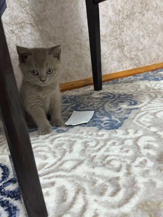 Продаются котята. Порода Шиншилла