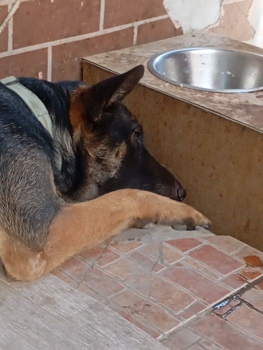 Продам немецкую овчарку