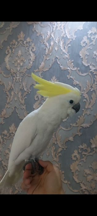 Kakadu жолтие хохлы