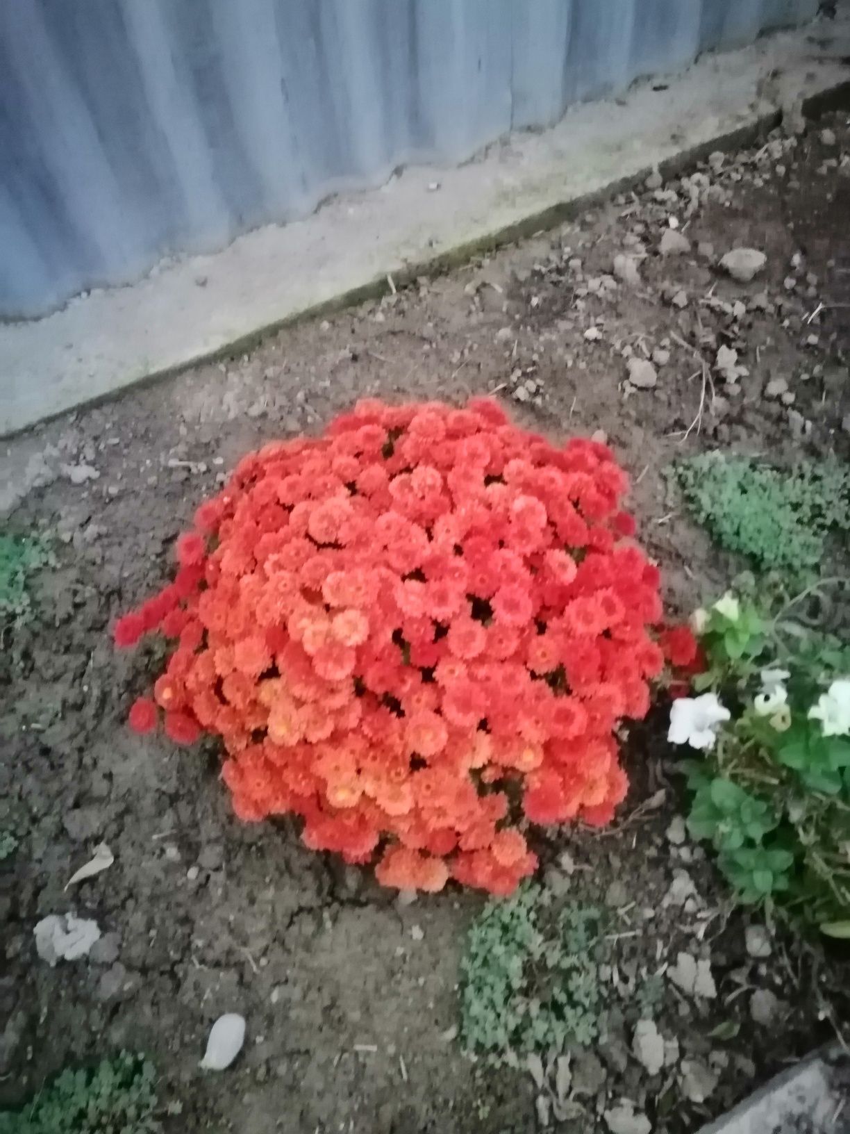 Многолетние не капризные разные виды цветов. Не дорого!
