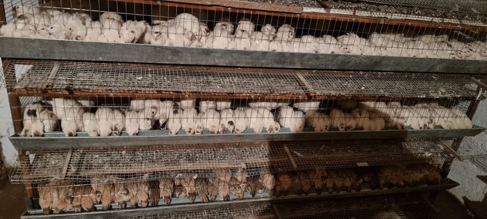 Бөденелер (перепелки)  сатылады