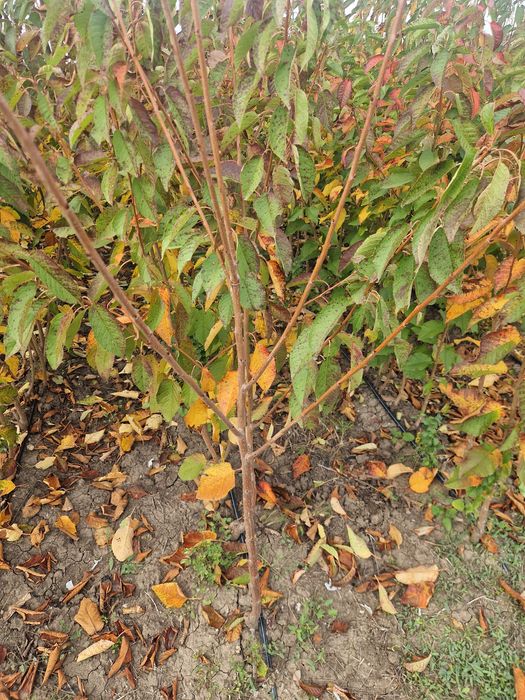 Pomi fructiferi de la producător