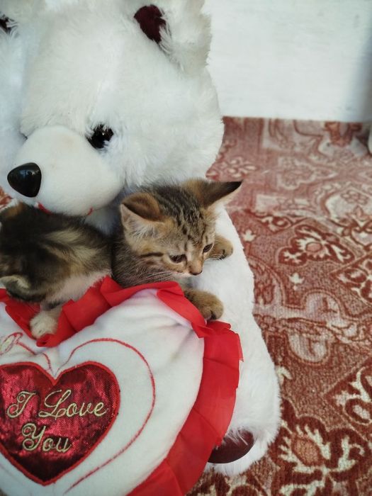 Пародали мушук болари