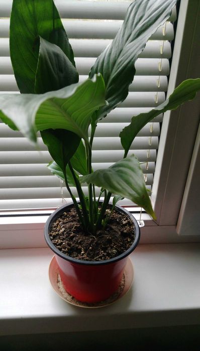 Продавам цветя Спатифилум - подготвени за есенно-зимен цъфтеж