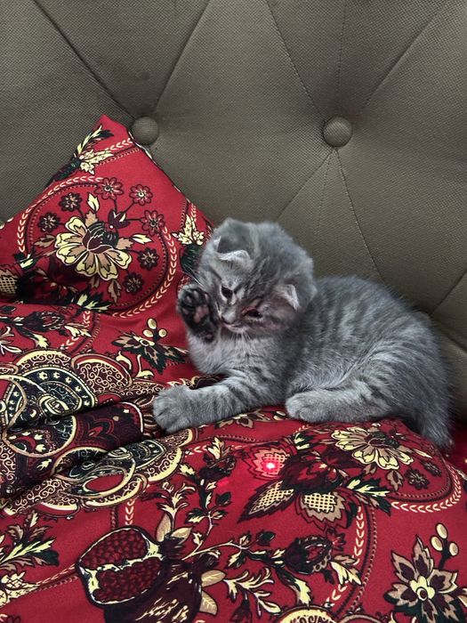 Scottish fold 2oylik urg'ochi mushukcha