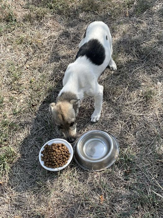 Pami – cățelușă blândă și iubitoare caută familie