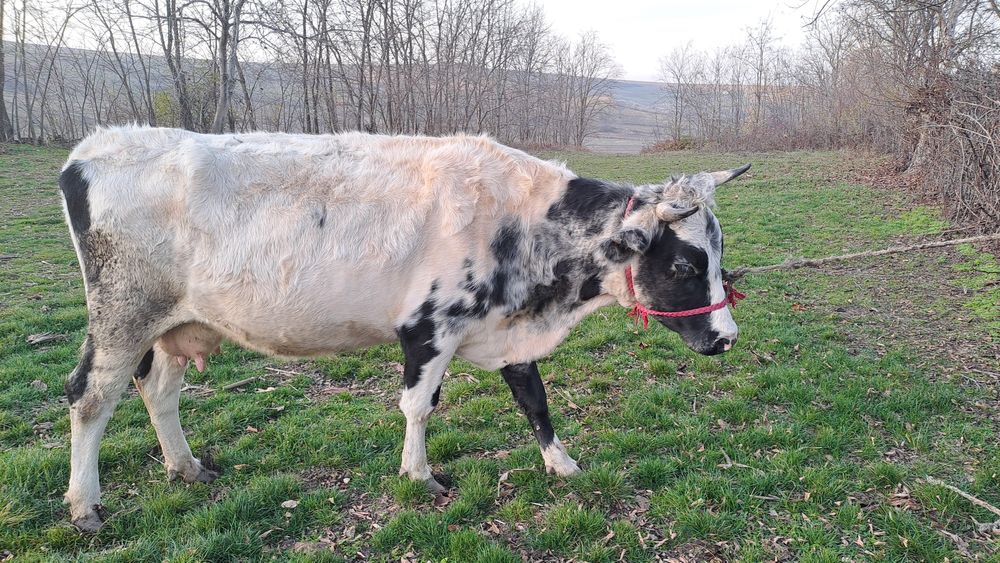 Vând vacă gestantă