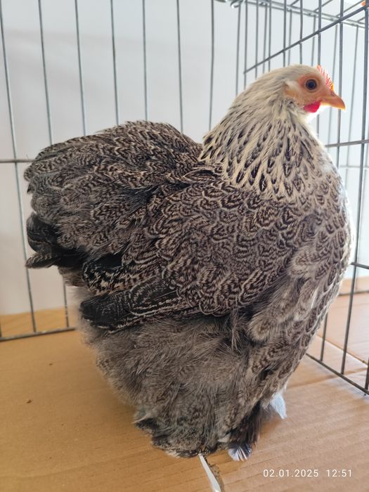 Găini cochinchina pitic herminat închis