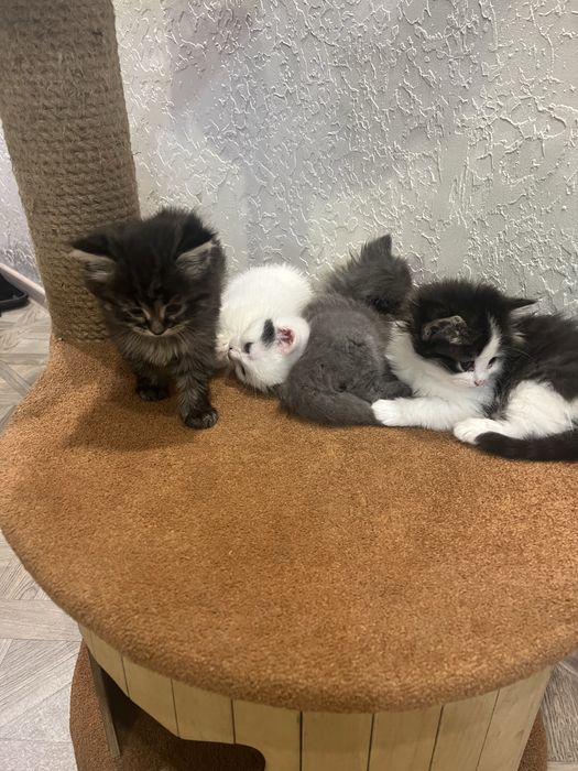 Бесплатно пристраиваются очаровательные котята