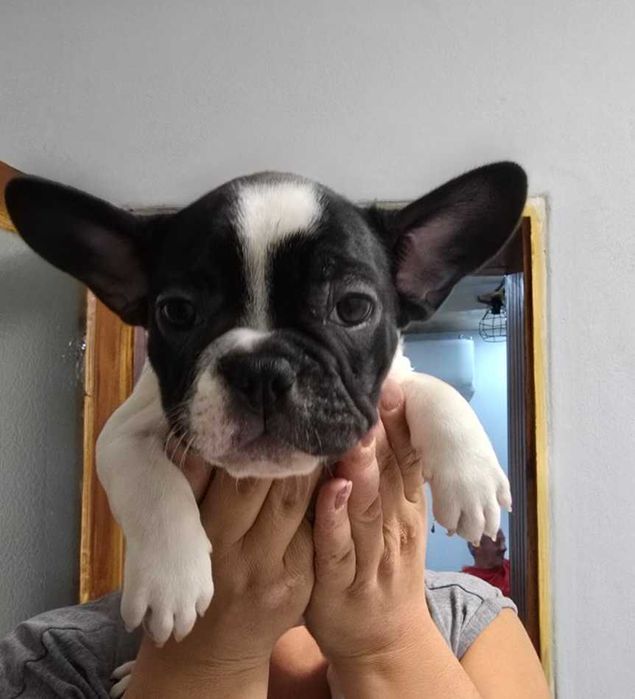 Френски булдог бебета