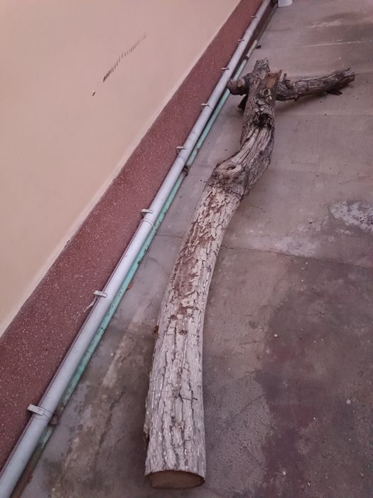 Yongʻoq daraxti sotiladi