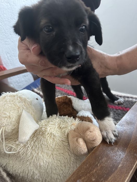 Donez cățelușă de 4 săptămâni