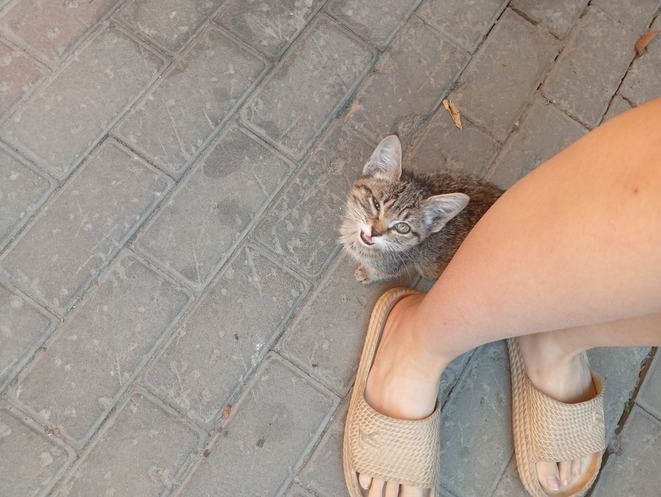 Спасённый котенок ищет дом