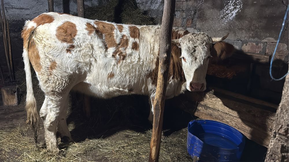 Vand juninca de 2 ani