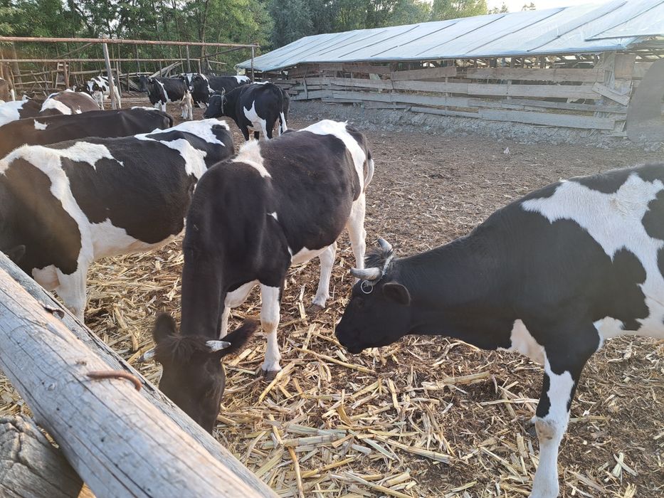 Vand vaci COP Baltata cu Negru Romaneasca, Taur Monta, Vitele origine