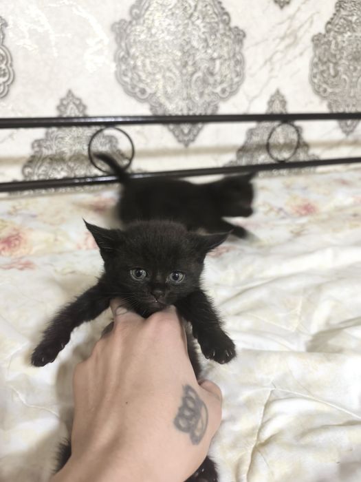 Мушукчаларимиз сотилади