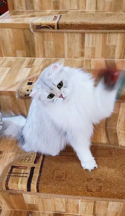 British longhair fetita pedigree din ambii parinti Campioni Mondiali