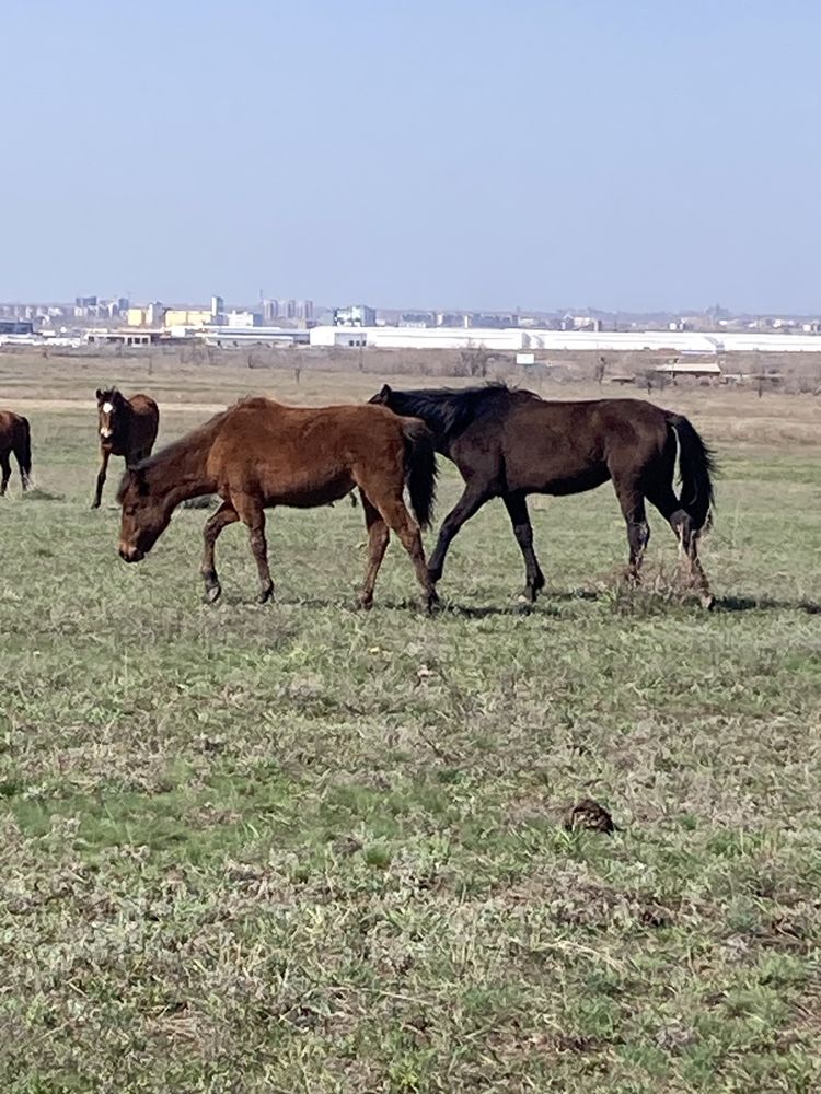 Продаю тайлар