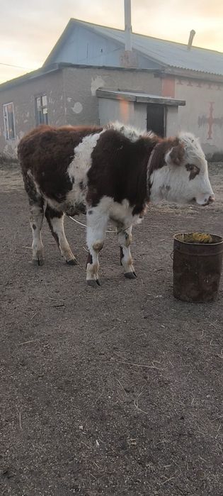 5, 8 айлық бұзаулар