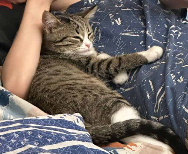 Котенок 5-6 мес срочно отдам!!!