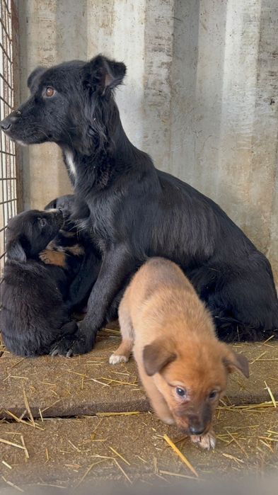 Щенятки Дворянины разных возрастов и окрасов