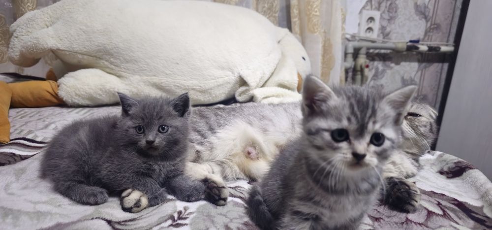 Скоттиш фолд и страйт