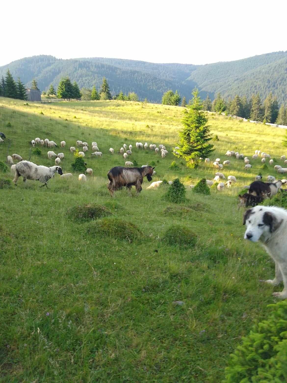 Vând țap Alpin Metiș de cornat.