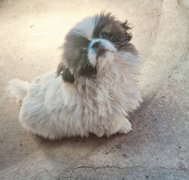 Пекинез     момче
