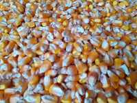 porumb ,cereale productie proprie