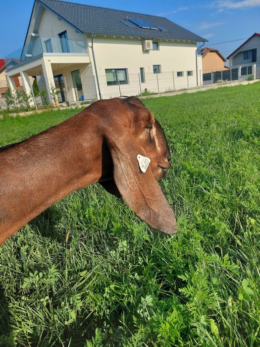 Vând lapte de caprǎ