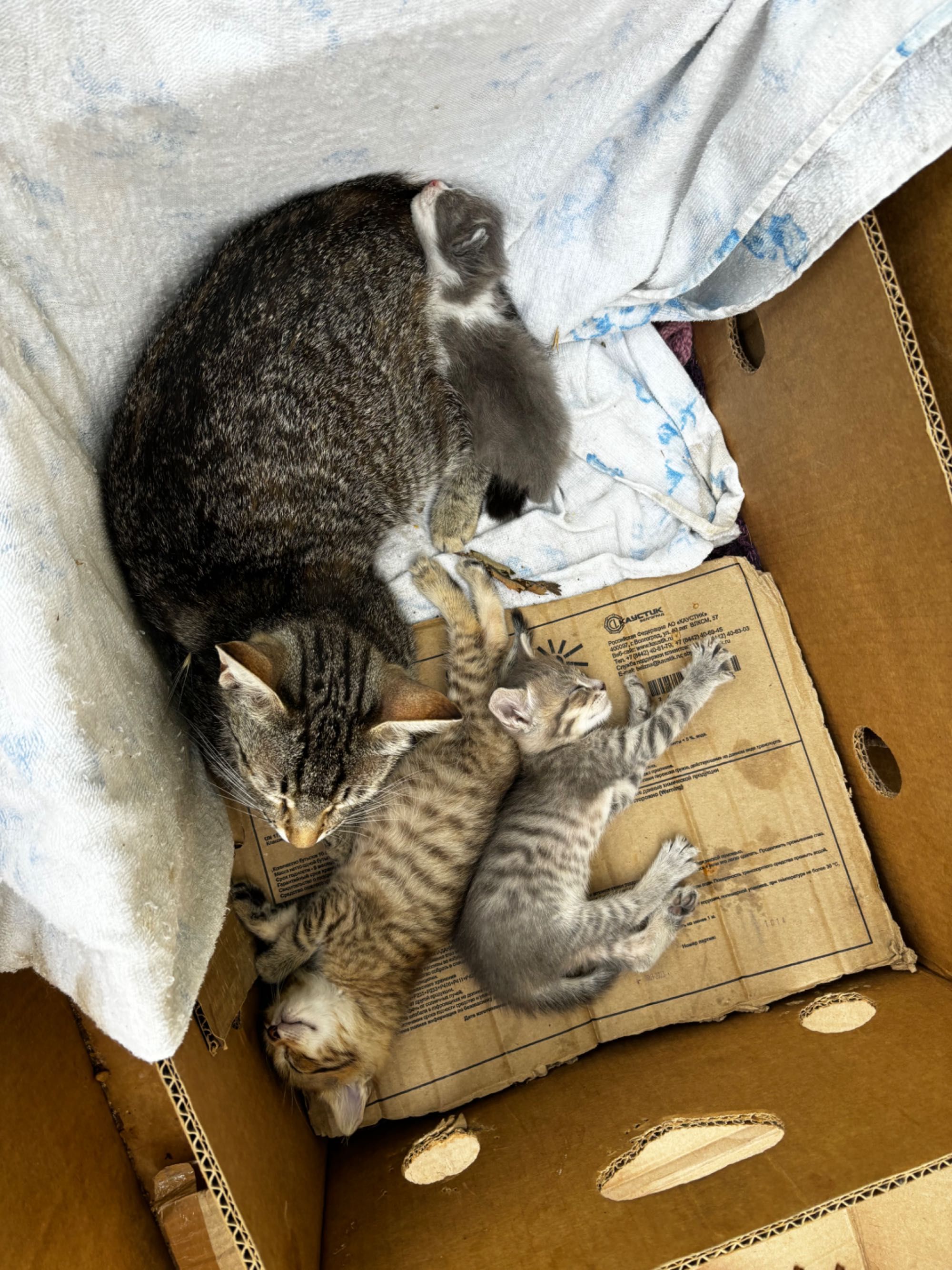 коты в хорошие руки