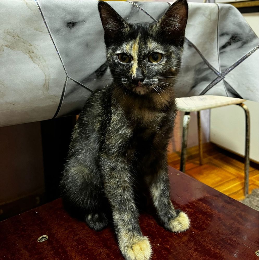 Котята в добрые руки!