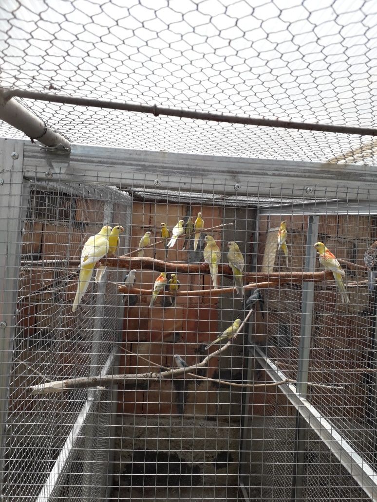 Пойни папагали различни мутации и малки александри