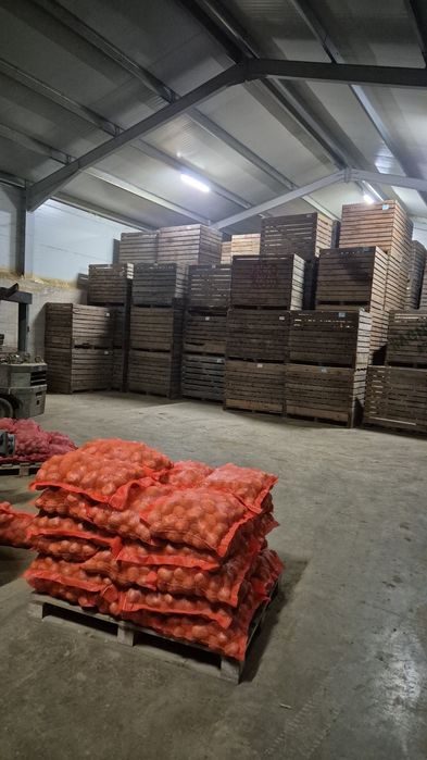 Vand cartofi de consum si de samanta