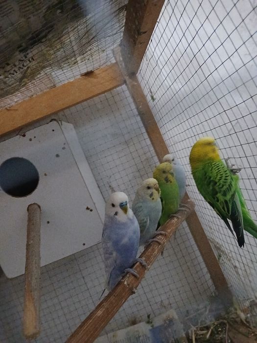 Popugaylar sotiladi tayyor ishlagan paralar parasi 250 mingdan