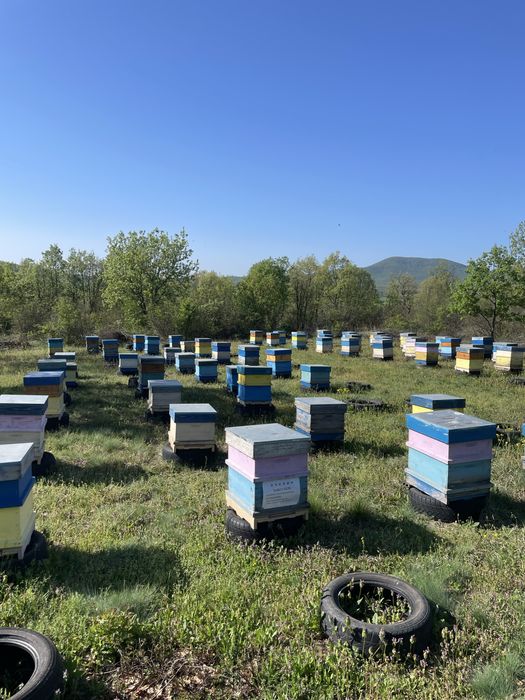 Продавам пчелен мед.