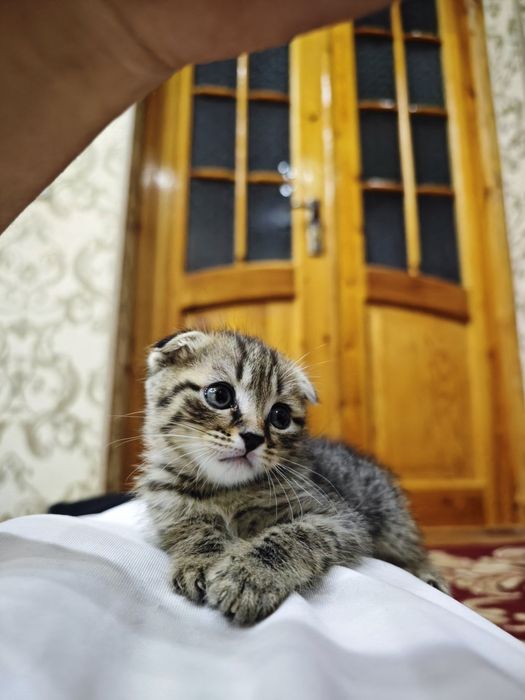 Shvetskiy mushuk bolalari