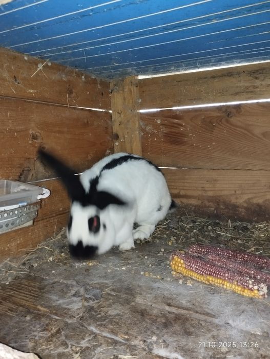 Vând iepuri uriaș german și fluture german