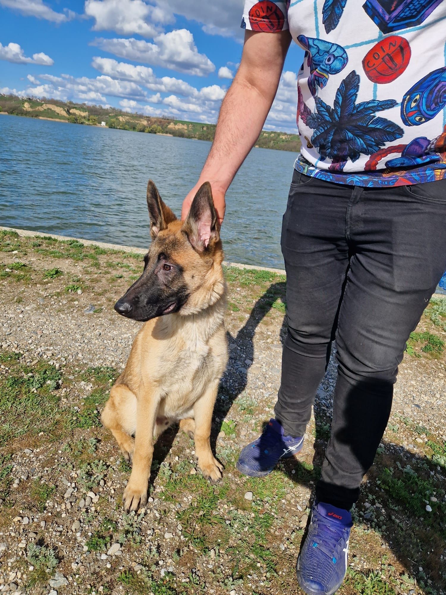 Ciobanesc malinois