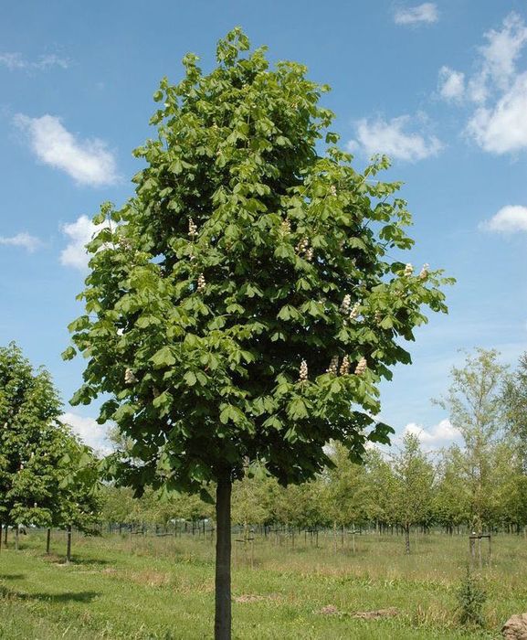 Lat betula берёза