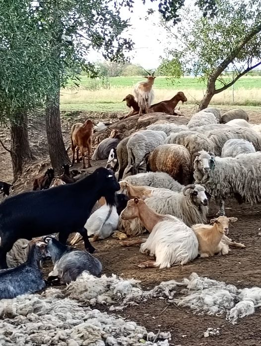De vanzare Oi, capre iezi și miei!