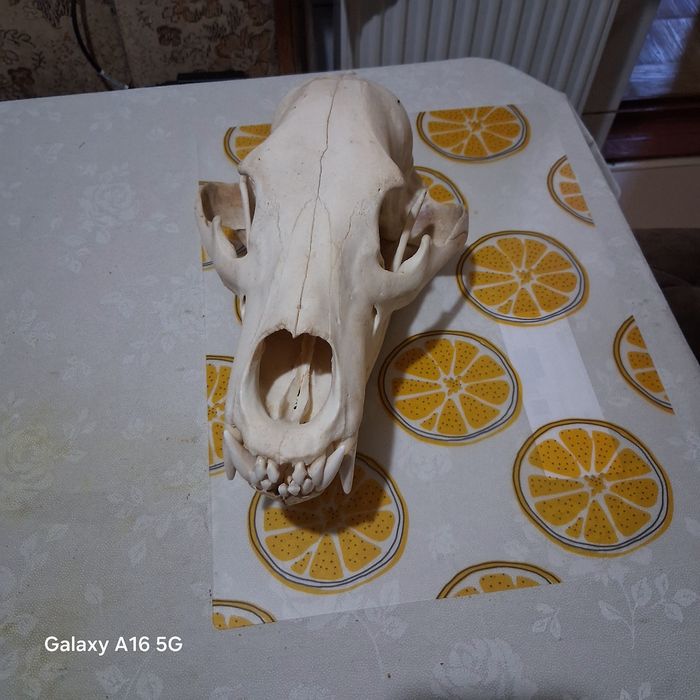 Craniu urs mărime 38cm