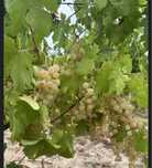 vand struguri pentru vin diverse soiuri