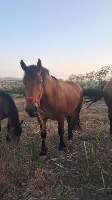 Iapă de 3 ani montara recent jud Alba , com Rosia de Secas