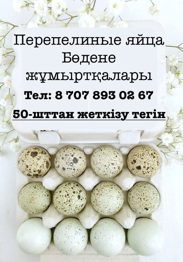 Үйдің бөдене жұмырқалары/ Домашние перепелиные яйца
